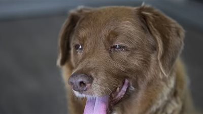 أكبر كلاب العالم.. يبلغ عمره 31 سنة ولم يرتدى طوقا طوال عمره!