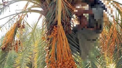 نخلة تحصد حياة رجل في أسوان.. اعرف القصة