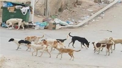 كلب مسعور يعقر شخصا في أسوان.. اعرف التفاصيل