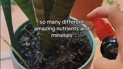 امرأة تسقي النباتات بدماء الدورة الشهرية.. لهذا السبب الغريب!