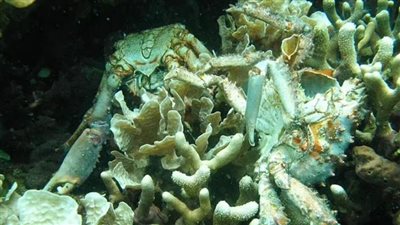 لماذا تغير لون محيطات الكرة الأرضية إلى اللون الأخضر؟ 