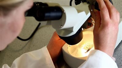 جين جشع من الأب يجعل الجنين يتحكم في التمثيل الغذائي للأم