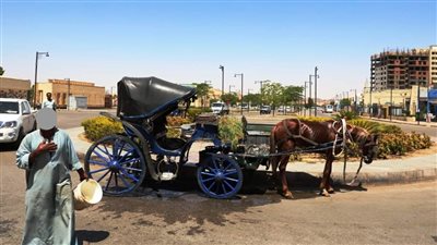 محافظ أسوان يصادر عربة حنطور لهذا السبب