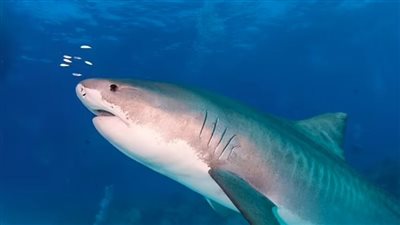 بعد تزايد هجماتها القاتلة.. هل توحش سمك القرش نحو البشر؟