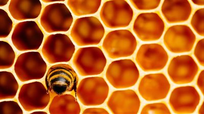 أبرز الأساطير الشائعة عن العلاقة بين البشر والنحل 