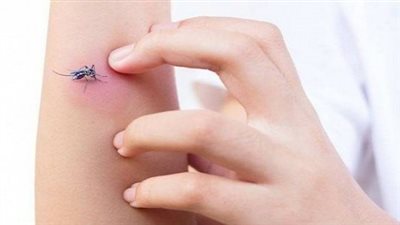 تسبب أمراضا فتاكة.. أشهر أنواع الحشرات ونصائح للتعايش معها 