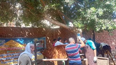 الزراعة: علاج وفحص 5900 رأس ماشية مجانا لصغار المربين بمحافظة بني سويف