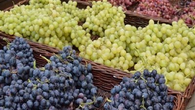 تقرير الحجر الزراعي يكشف ارتفاع صادرات العنب المصري للخليج وأوروبا