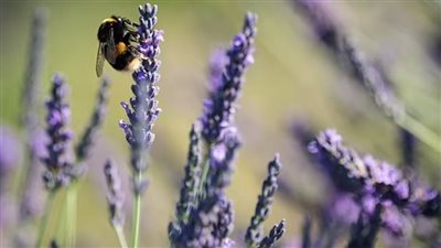 فائدة عظيمة لاستنشاق رائحة اللافندر خلال النوم نعرفها في الشيخوخة