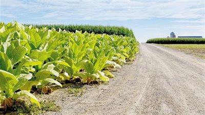 رئيس الشرقية للدخان يكشف سبب حظر زراعة التبغ في مصر