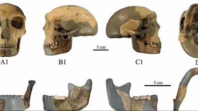 هل اكتشف العلماء سلالة جديدة من البشر؟