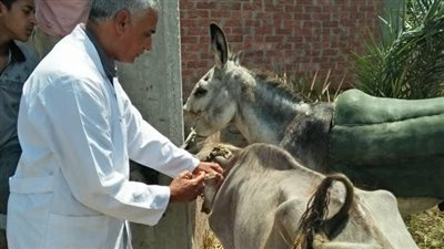 جامعة الزقازيق توجه قافلة بيطرية لقرى مركز أبو حماد بالشرقية