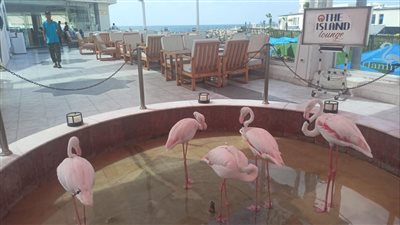 ضبط 5 طيور مهددة بالانقراض داخل كافيه شهير في سيدي جابر