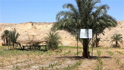 تفاصيل زيارة وفد منظمة الأغذية والزراعة للأمم المتحدة إلى محافظة أسوان