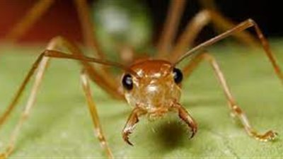 هيئة الدواء توضح كيفية التعامل مع لدغات الحشرات 