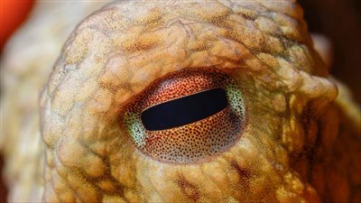 هل تواجه الحيوانات الكوابيس في نومها؟.. الأخطبوط كوستيلو يجيب!