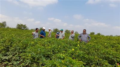 تفاصيل جهود وزارة الزراعة في متابعة محصول القطن بمحافظات المنوفية والشرقية والإسماعيلية 