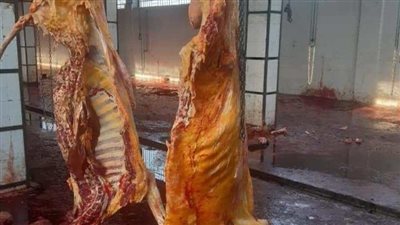 لسبب مفاجئ.. إعدام رأس ماشية تزن ٤٠٠ كيلو قبل تداولها بالأسواق بالمنيا