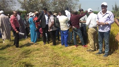 ضمن حملة ترشيد المياه.. «الزراعة» تنظم يوم حصاد موسع للأرز بالدقهلية