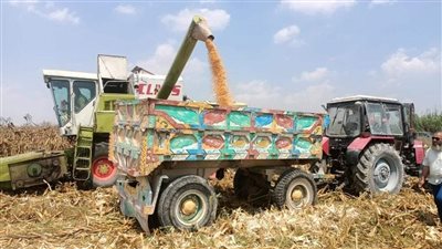 الزراعة تكشف حصيلة حصاد 153 الف فدان ذرة بقطاع استصلاح الأراضي 
