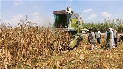 وزارة الزراعة تكشف تفاصيل بدء حصاد 153 ألف فدان ذرة صفراء