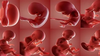 دكتور نساء يفجر مفاجأة بشأن تكوين جنين بشري دون بويضات وحيوانات منوية