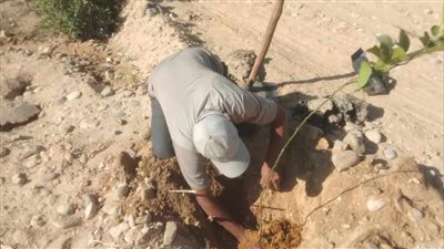 زراعة أشجار مثمرة وأخرى للزينة بمركزين بالمنيا