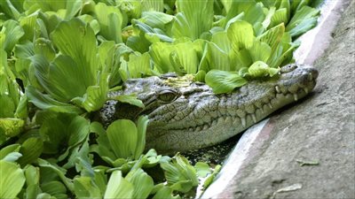 الحيوان الأطول عمرًا.. تمساح كاسيوس 120 عام ولازال شاب