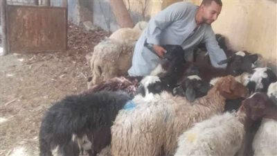 مبادرة فرصة تسلم 207 رؤوس أغنام لـ69 أسرة في المنيا