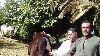 محافظ أسوان: تحصين 26600 رأس ماشية ضد الحمى القلاعية والوادي المتصدع