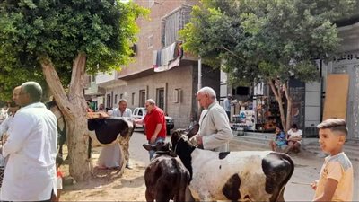 تقديم الخدمات البيطرية لـ 1492 رأس ماشية خلال قافلة بيطرية مجانية بقرية بني مهدي بالمنيا