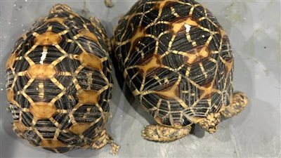 ضبط محاولة تهريب حيوانات برية من مطار القاهرة 