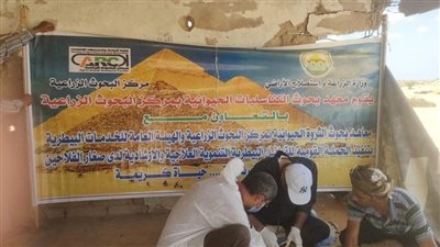 الزراعة: علاج وفحص 4200 رأس ماشية مجانا لصغار المربين بمحافظة شمال سيناء