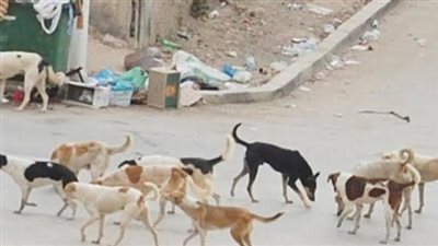 بالاسم.. ذعر فى أسوان بعد هجوم كلب مسعور على شخص