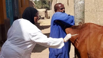 محافظ أسوان: تحصين 29 ألف و648 بلقاحى الحمى القلاعية والوادى المتصدع