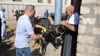 تقديم الخدمات البيطرية لـ 1543 رأس ماشية خلال قافلة بمركز أبوقرقاص