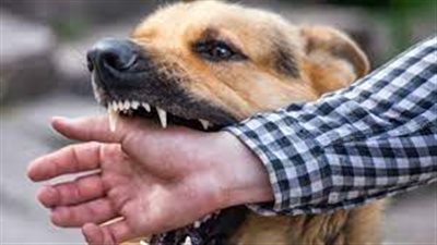 6 أعراض تكشف الإصابة بمرض السعار.. تعرف عليها