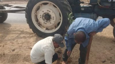 زراعة 75 شجرة مثمرة وأخرى للزينة بالطريق الدائري بمركز مطاي بالمنيا