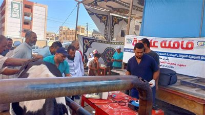 الزراعة: علاج وفحص 5100 رأس ماشية مجانا لصغار المربين بمحافظة كفر الشيخ