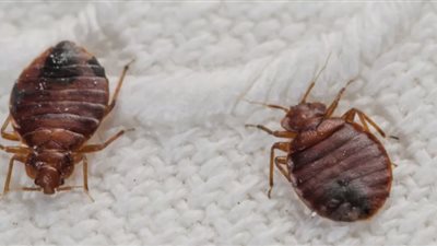 دراسة جديدة: بعوضة مترو لندن جاءت من مصر