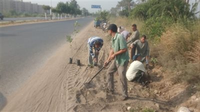 زراعة أشجار مثمرة وأخرى للزينة بالطريق مصر أسوان الزراعي بمطاي المنيا