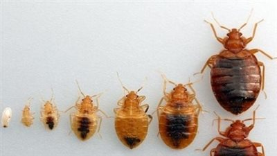 تخلص من الحكة والحساسية.. روشتة القضاء على حشرة الفراش 
