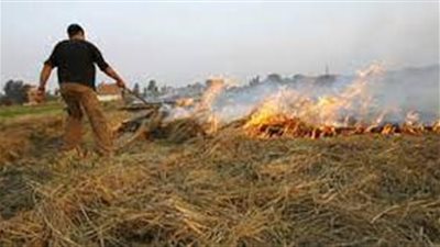  الأزهر للفتوى يحذر من خطورة حرق قش الأرز بعد موسم الحصاد