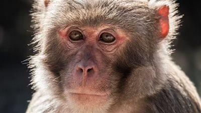 نجاح عملية زراعة كلية خنزير في جسم قرد