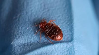 لعنة بق الفراش تنتشر في بريطانيا