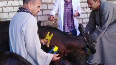 ندوة علمية عن مرض السل البقري والبروسيلا في ملوي