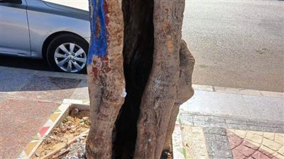 حصر الأشجار المصابة والتالفة على النيل وبأحياء وشوارع وميادين أسوان 