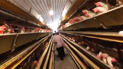 تفاصيل الموافقة على 22 مشروعًا زراعيا وحيوانيا بالمنوفية