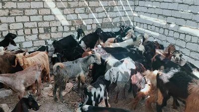 محافظ المنيا: برنامج فرصة يوفر الحماية الاجتماعية الرائدة 