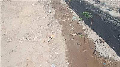 زراعة أشجار مثمرة وأخرى للزينة بمراكز المنيا ضمن مبادرة «100 مليون شجرة»